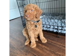 ADORABLE GOLDENDOODLE PUPPY FOR SALE