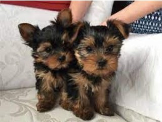 2 Cute Teacup Yorkie Puppies Available