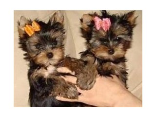 Adorable yorkie puppies for Christmas Re-homing!!!