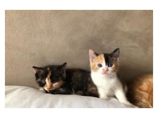 Kitten for free adoption
