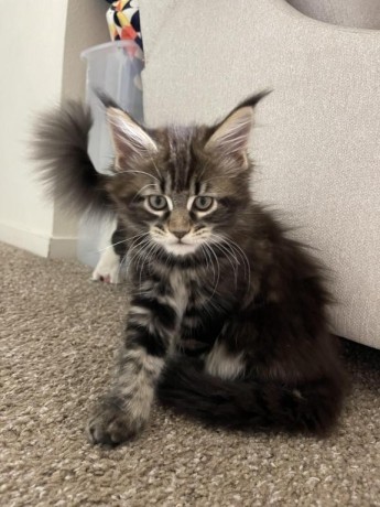 adorable-maine-coon-kittens-big-0