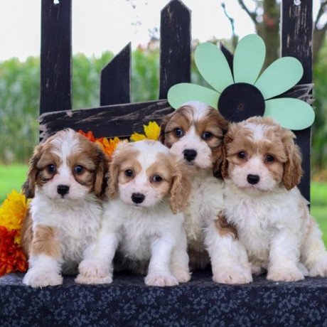 cavachon-puppies-for-sale-big-0