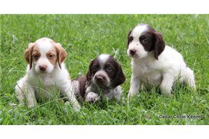 brittany-spaniel-puppies-for-sale-big-0