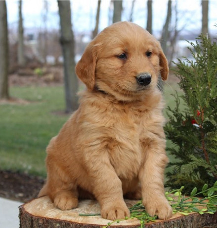 adorable-golden-retriever-puppies-for-sale-big-0
