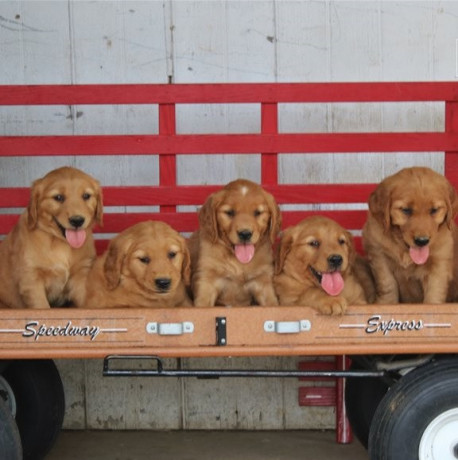 gorgeous-golden-retriever-puppies-for-sale-big-0