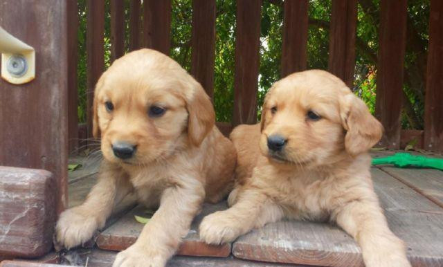 quality-golden-retriever-puppies-for-sale-big-0