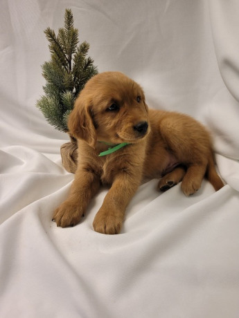 quality-golden-retriever-puppies-for-sale-big-0